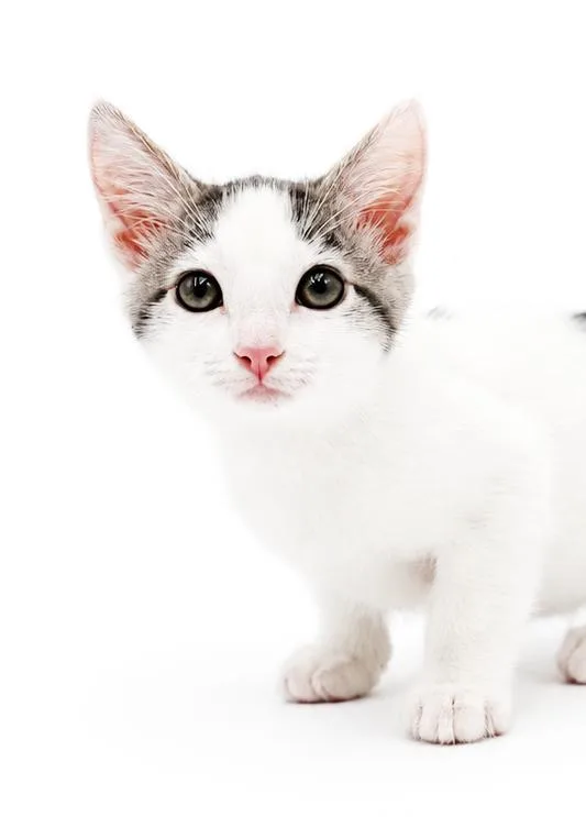 A baby small-sized male Turkish Van cat named Salmon is a baby for adoption in Bedford Hills, NY