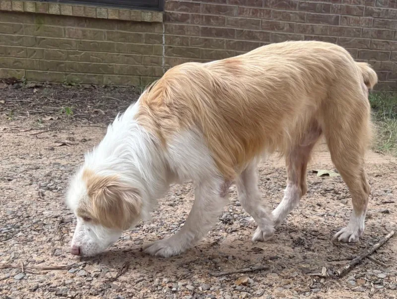An adult large-sized male Australian Shepherd dog named Blue Smith+ for adoption in Arlington, TX