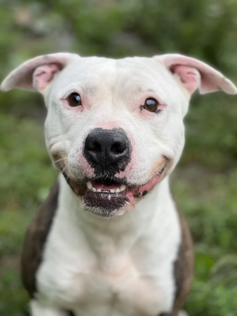 A young medium-sized female Brindle American Staffordshire Terrier dog named Goku for adoption in Yonkers, NY