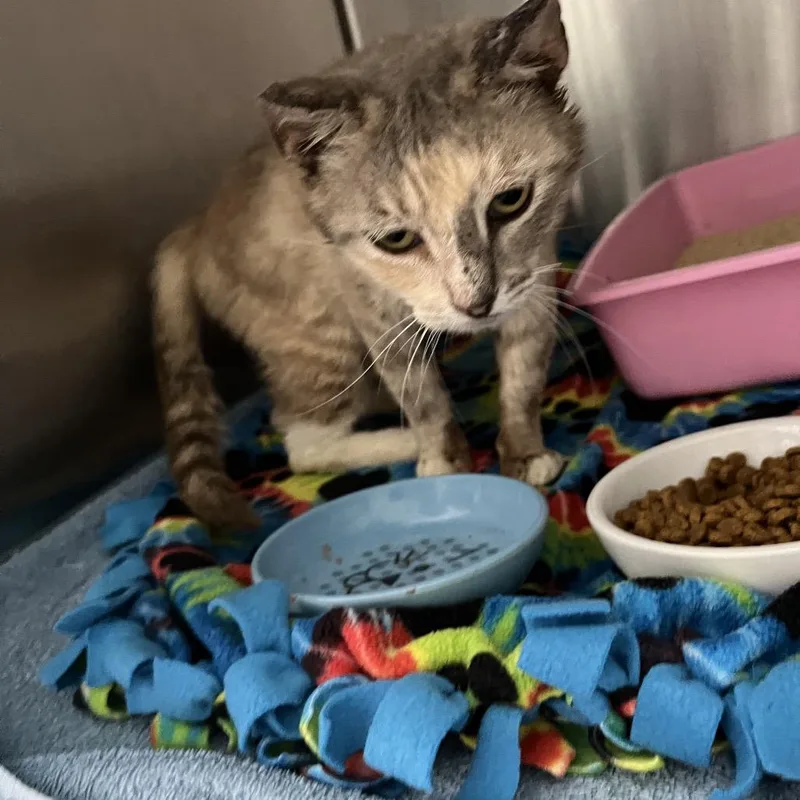 A young medium-sized female Calico Domestic Short Hair cat named Arwen for adoption in Jupiter, FL