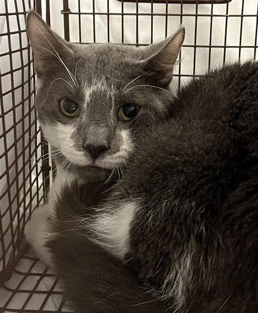 An adult medium-sized male Gray / Blue / Silver Domestic Medium Hair cat named Sardinia for adoption in Tavares, FL