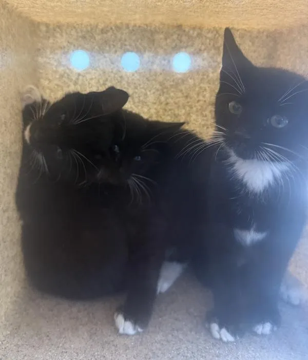 A baby small-sized female Domestic Short Hair cat named Crewneck for adoption in Ridgewood, NY