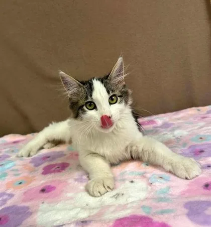 A baby small-sized female Domestic Medium Hair cat named Penelope for adoption in Visalia, CA