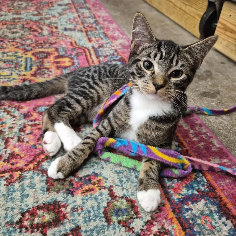 A baby medium-sized male Tabby (Buff / Tan / Fawn) Domestic Short Hair cat named Revere & Reagan for adoption in Palm Harbor, FL