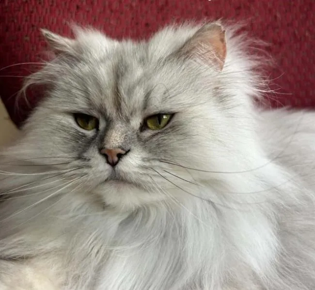An adult medium-sized male Persian cat named WILLOW and UMAMI for adoption in Kenosha, WI