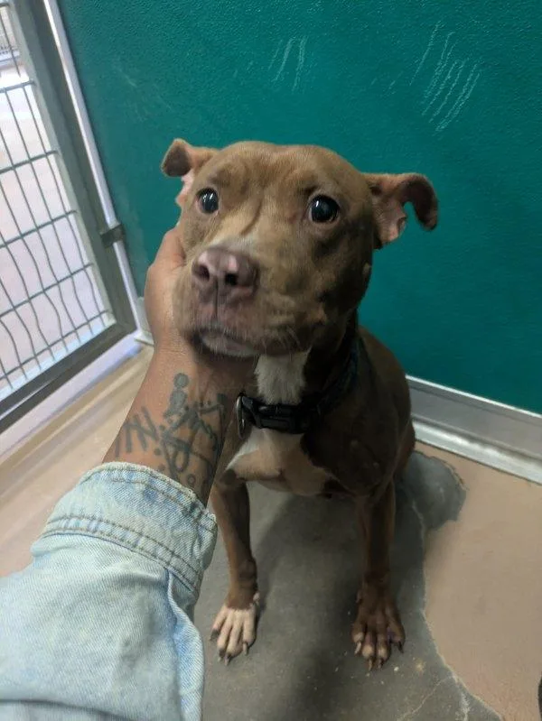 An adult medium-sized female Pit Bull Terrier dog named Barkina Turner for adoption in Texas City, TX