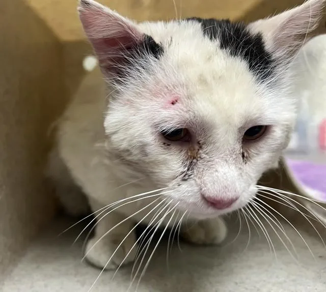 An adult medium-sized male Domestic Short Hair cat named Felix for adoption in Lancaster, CA