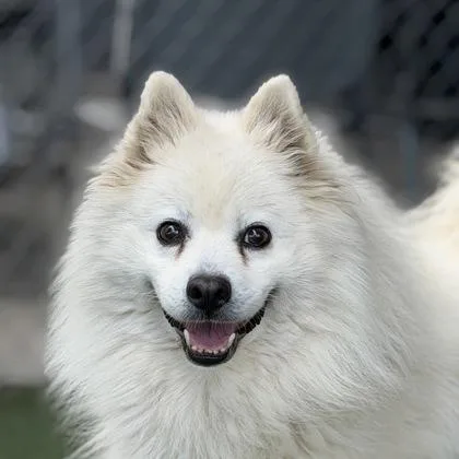 An adult small-sized male Pomeranian dog named Oso for adoption in Sacramento, CA