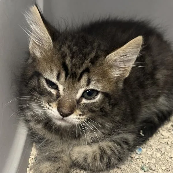 A baby small-sized male Domestic Short Hair cat named Razorbill for adoption in Walnut Creek, CA