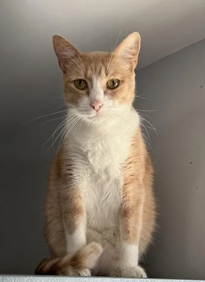 An adult large-sized male Domestic Short Hair cat named Kit for adoption in River Ridge, LA