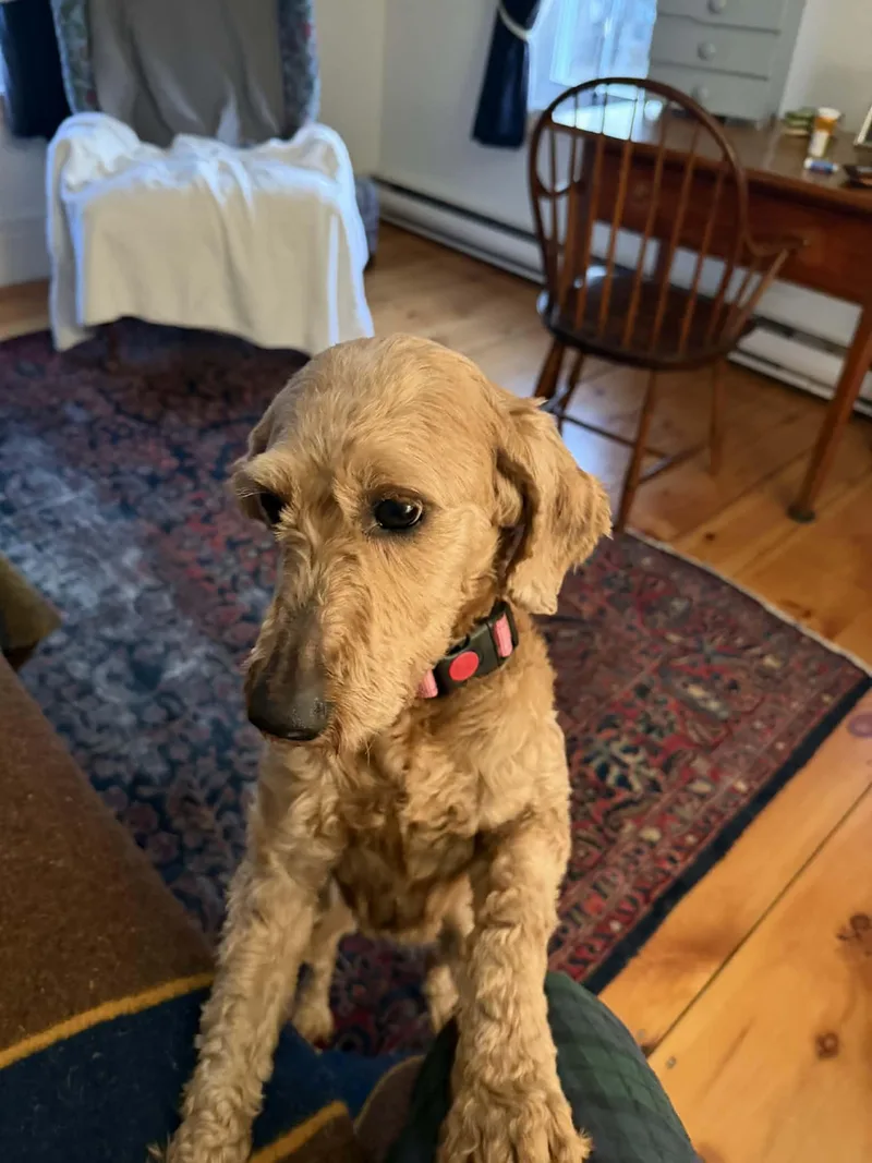 An adult medium-sized female Red / Chestnut / Orange Labradoodle dog named Aurora for adoption in Brunswick, ME