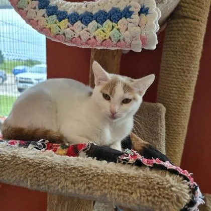 A young medium-sized female Domestic Short Hair cat named Sherry for adoption in Janesville, WI