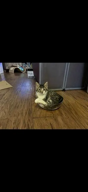 A baby small-sized male Domestic Medium Hair cat named Biscotti for adoption in San Luis Obispo, CA