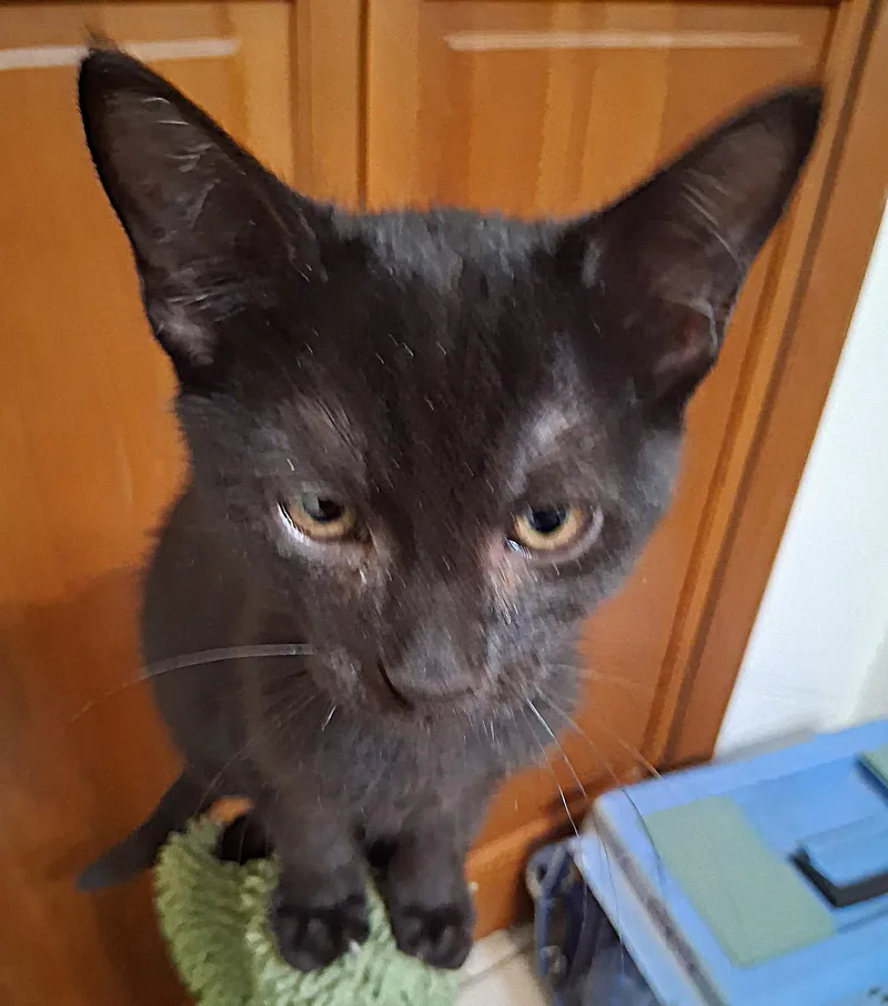 A baby medium-sized female Black Domestic Short Hair cat named Blanche the Sweet Girl for adoption in Oviedo, FL