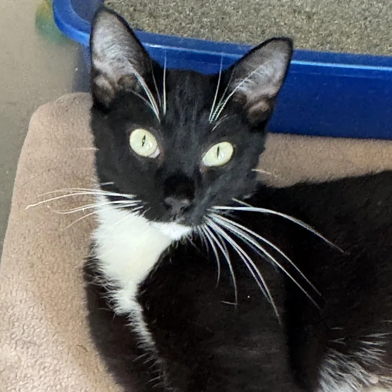 A young medium-sized female Black & White / Tuxedo Domestic Short Hair cat named Leilani for adoption in Winchendon, MA