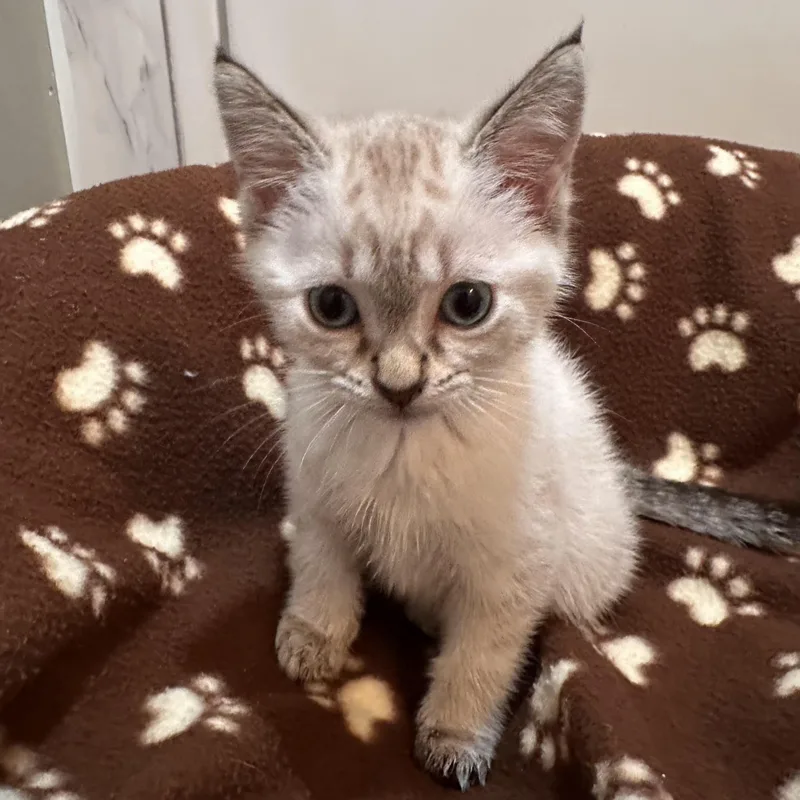 A baby small-sized female Seal Point Domestic Short Hair cat named Bauer for adoption in Grand Rapids, MI