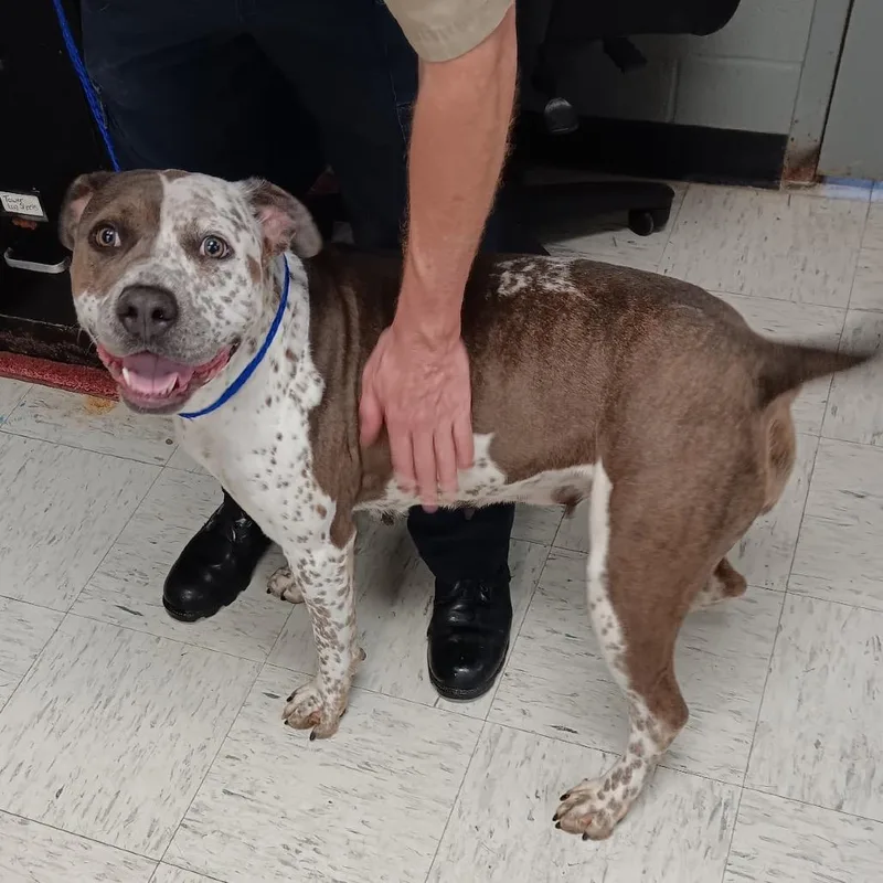 An adult large-sized female Brindle American Bulldog dog named Momma for adoption in Pittsburg, KS