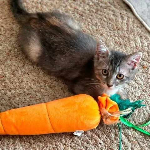 A young small-sized female Domestic Medium Hair cat named Libby Lucille for adoption in Yankton, SD