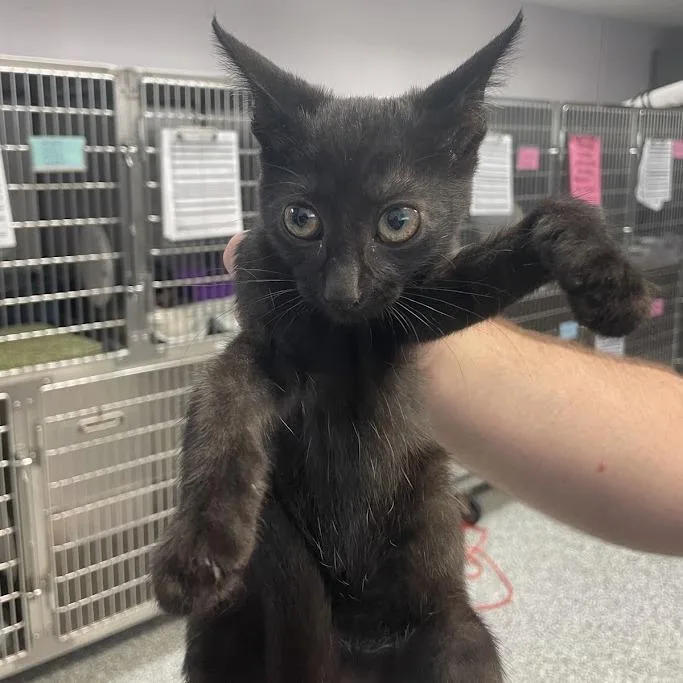 A baby small-sized female Black Domestic Short Hair cat named Widget for adoption in Port Charlotte, FL