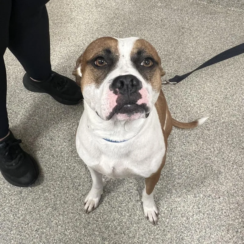 An adult medium-sized male Brown / Chocolate Mixed Breed dog named Forest for adoption in Jacksonville, FL