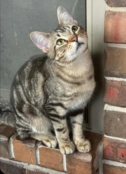 A young medium-sized male Tabby (Brown / Chocolate) Domestic Short Hair cat named Ross for adoption in Warr Acres, OK
