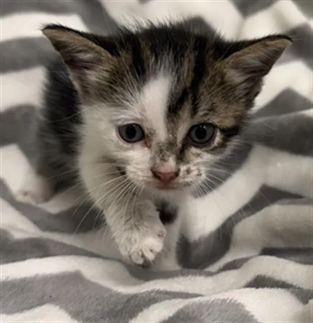 A baby small-sized male Domestic Short Hair cat named Roman for adoption in Rosenberg, TX