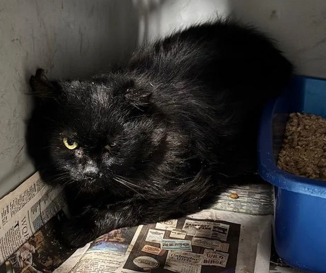 An adult medium-sized male Domestic Long Hair cat named Cartier for adoption in Apollo, PA