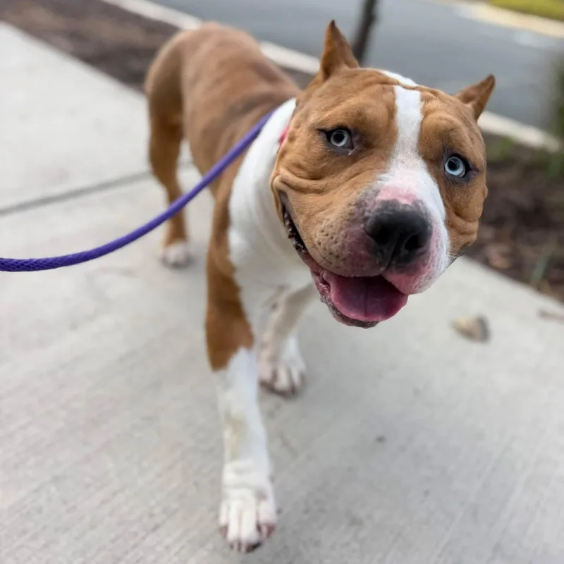 A baby large-sized male Pit Bull Terrier dog named Diesel for adoption in Manassas, VA