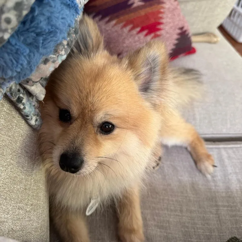 An adult small-sized male Yellow / Tan / Blond / Fawn Pomeranian dog named Luca for adoption in Raleigh, NC