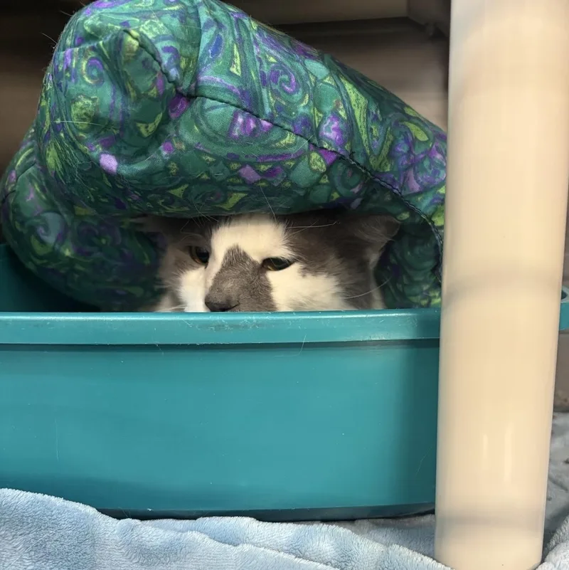 An adult large-sized male Gray & White Domestic Medium Hair cat named Snow Ball for adoption in Saint Charles, MO