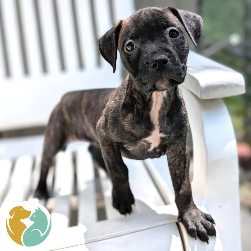 A baby small-sized female Brindle Pit Bull Terrier dog named Cinco for adoption in Toledo, OH