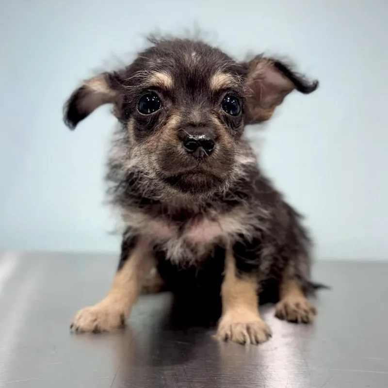 A baby small-sized female Black Terrier dog named Opal for adoption in Portland, OR