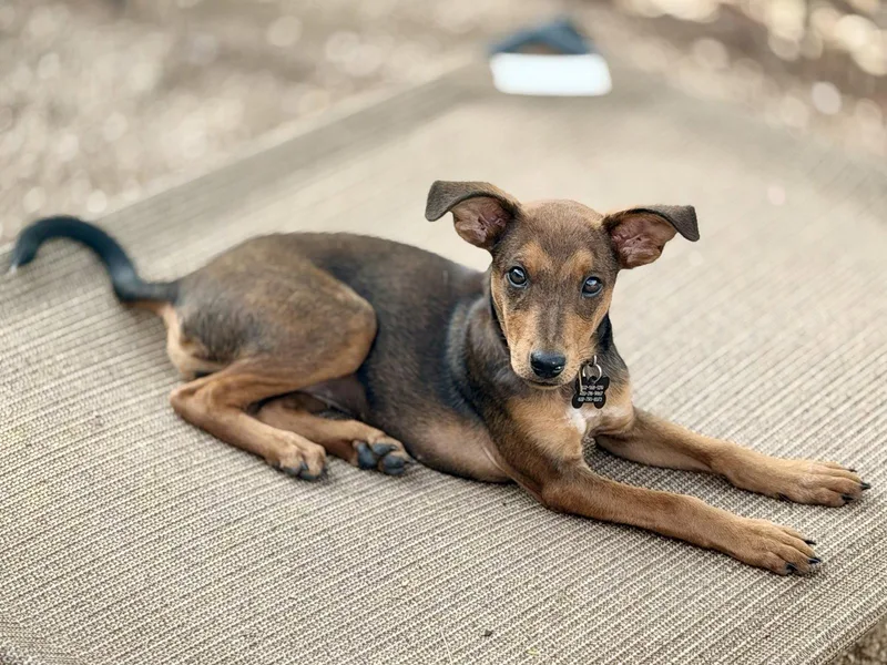 A baby medium-sized female Miniature Pinscher dog named Twigs for adoption in Glendale, AZ