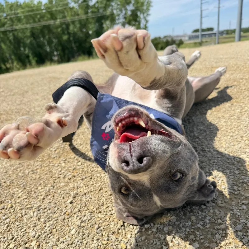 A senior medium-sized female Gray / Blue / Silver Pit Bull Terrier dog named Diamond for adoption in Ottawa, KS