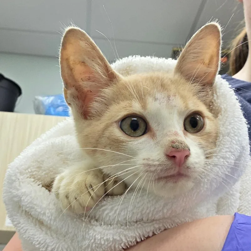 A baby small-sized male Orange / Red Domestic Short Hair cat named Hemmy for adoption in Chattanooga, TN