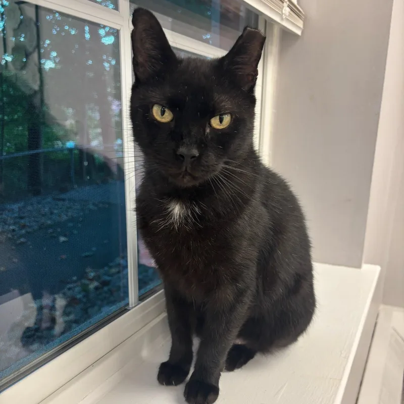 A senior medium-sized male Black Domestic Short Hair cat named Blackie for adoption in West Orange, NJ