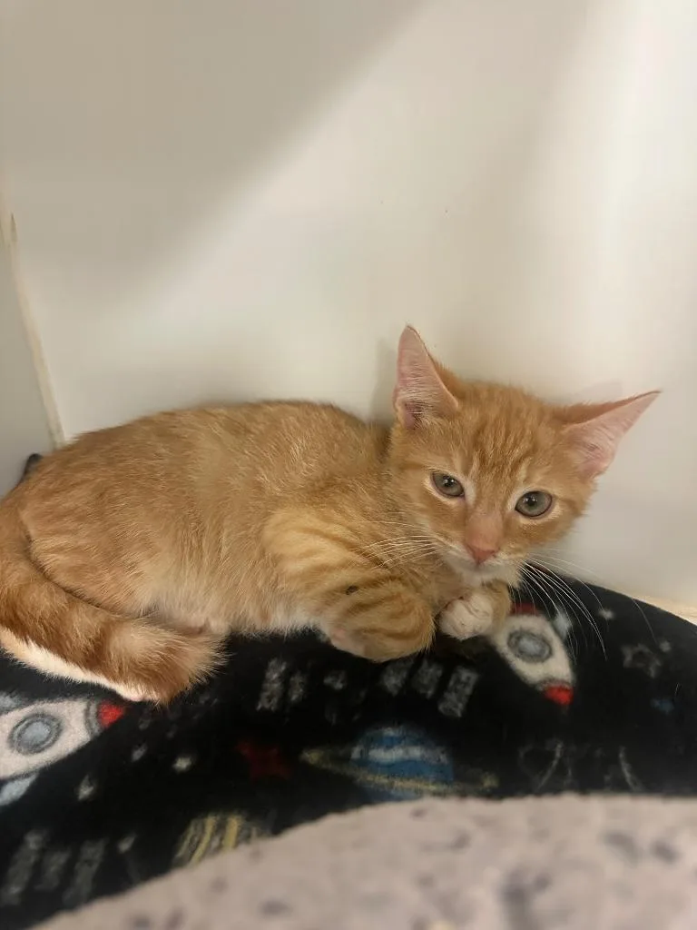 A baby small-sized male Domestic Short Hair cat named Tang for adoption in Johnson City, TN