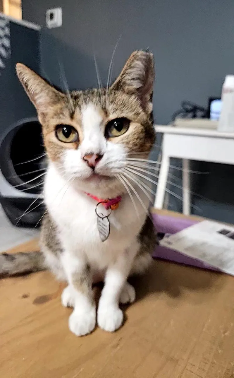 Primrose – Age Tiny