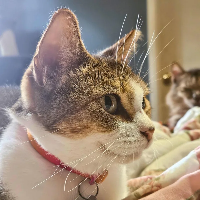 Primrose – Age Tiny thumbnail 2