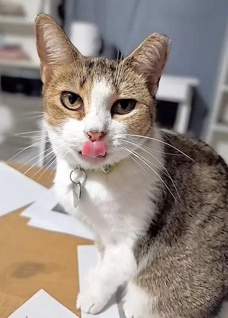 Primrose – Age Tiny thumbnail 3