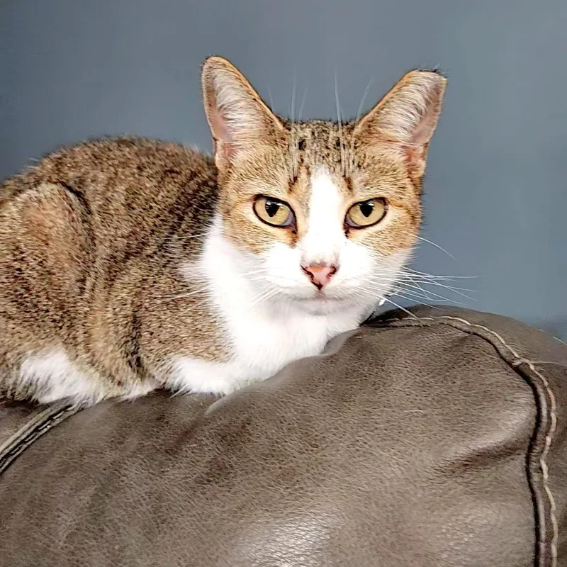 Primrose – Age Tiny thumbnail 4