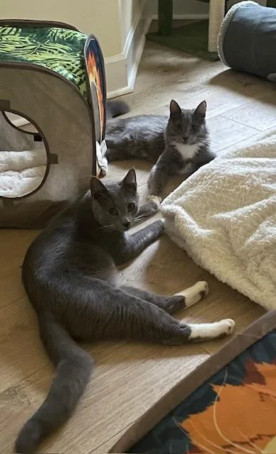 A young medium-sized female Domestic Medium Hair cat named Winnie for adoption in Rochester, WA