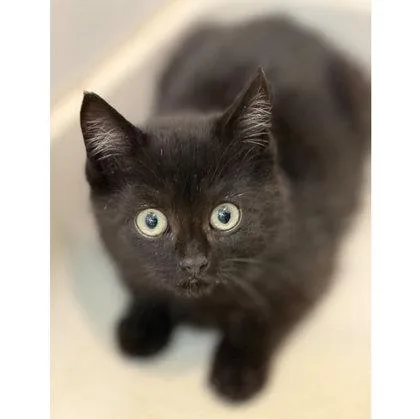 A baby small-sized female Domestic Short Hair cat named Dolly Wayside  needs for adoption in Hudson, MA