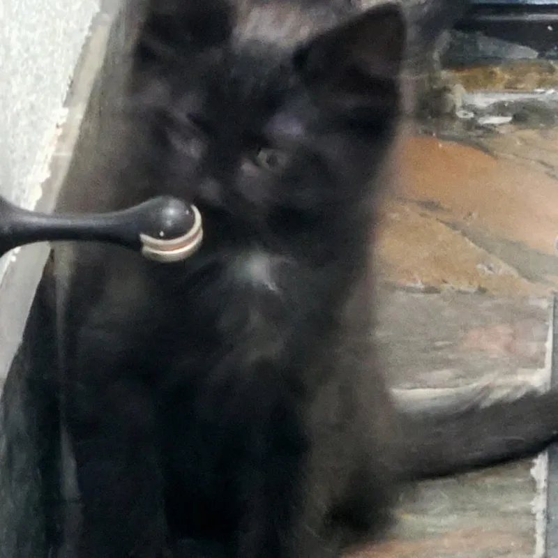 A baby small-sized male Black Domestic Short Hair cat named Steele for adoption in Layton, UT