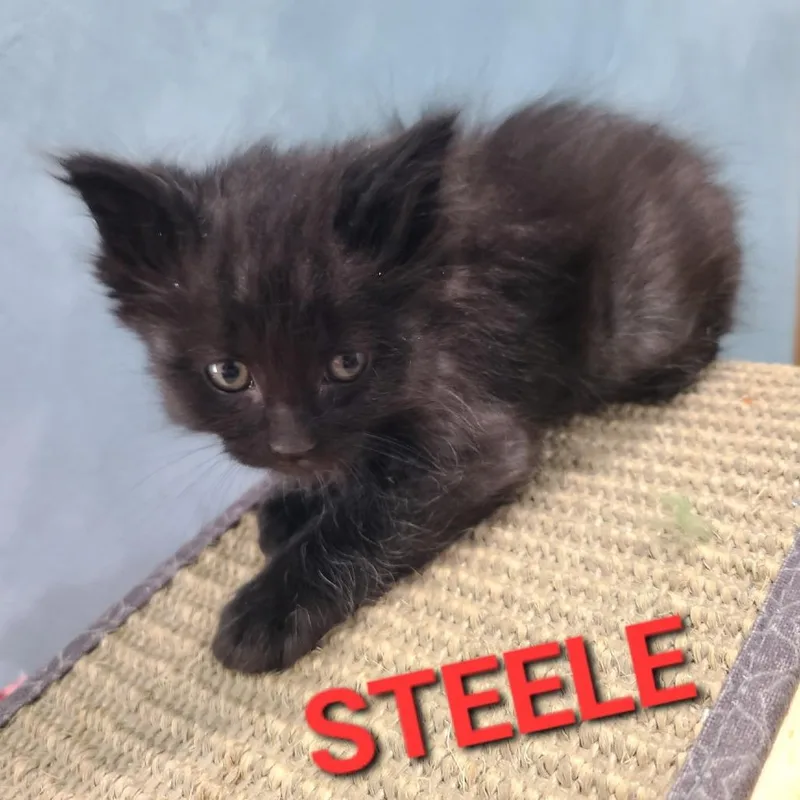 Steele thumbnail 2