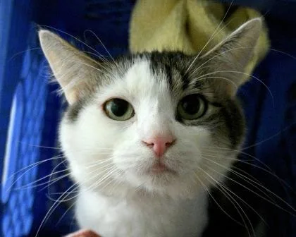 An adult small-sized male Domestic Short Hair cat named Bobby for adoption in West Seneca, NY