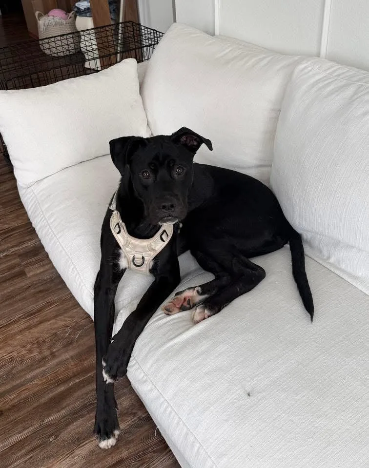 An adult large-sized male Black Mixed Breed dog named Pip for adoption in Athens, TX