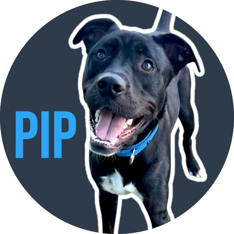Pip thumbnail 6