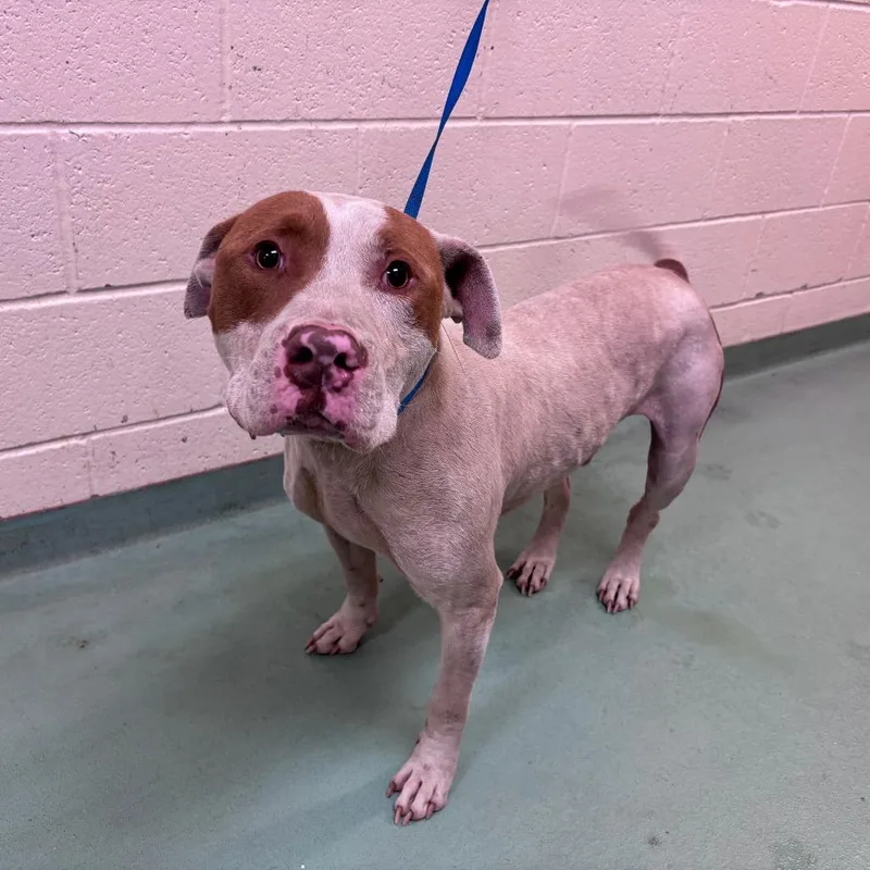 An adult medium-sized male White / Cream Mixed Breed dog named Carl for adoption in Memphis, TN