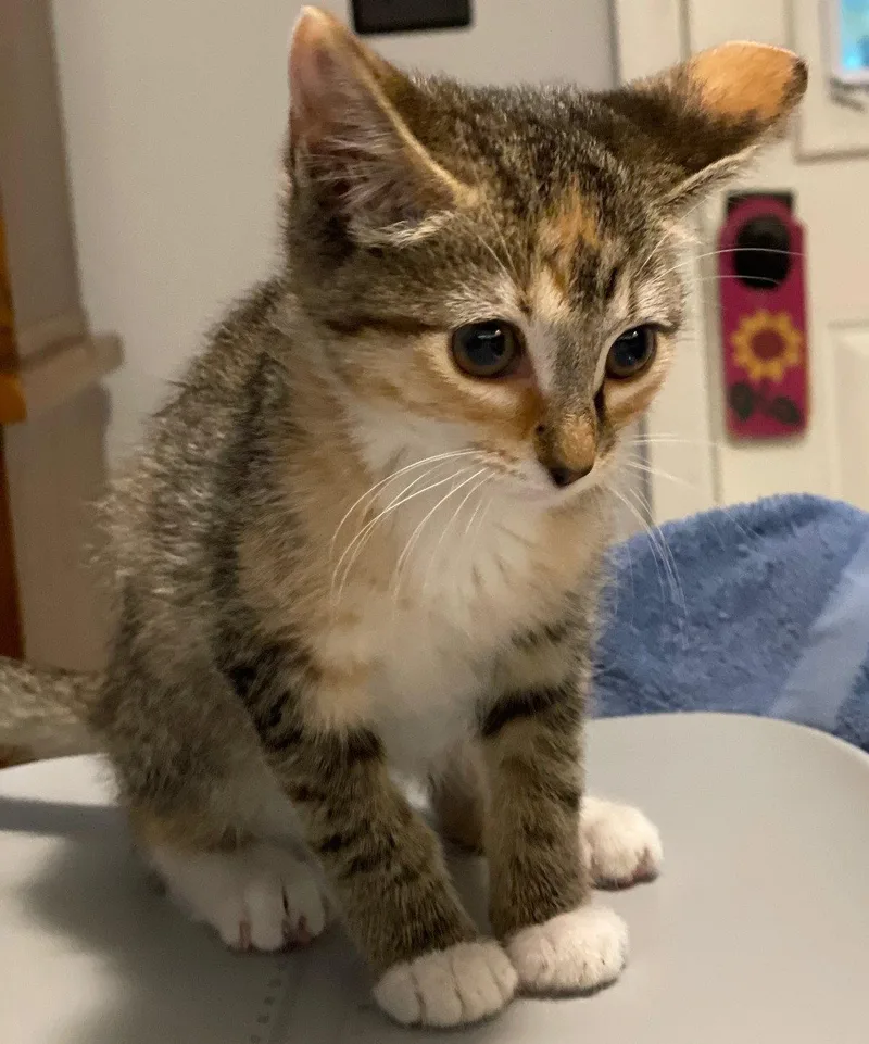 A baby medium-sized female Domestic Short Hair cat named Autumn for adoption in Island Lake, IL